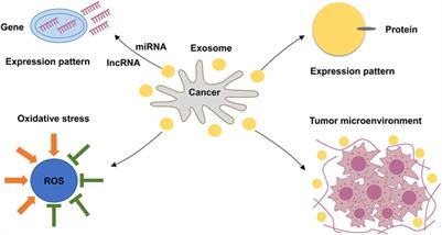 The Biology and Function of Extracellular Vesicles in Cancer Development